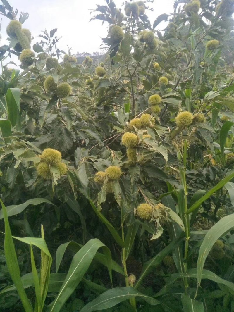 大红袍板栗苗30~50cm