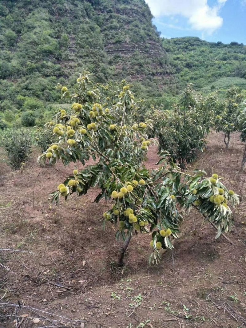 大红袍板栗苗30~50cm