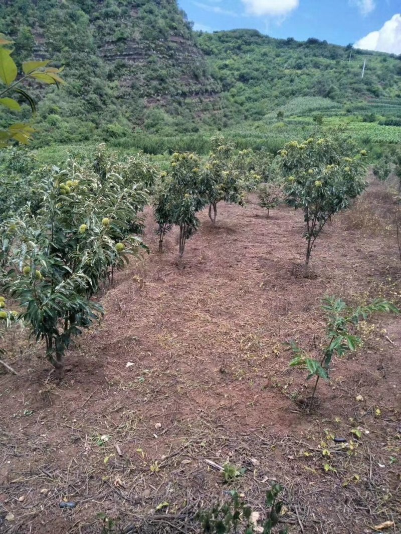 大红袍板栗苗30~50cm