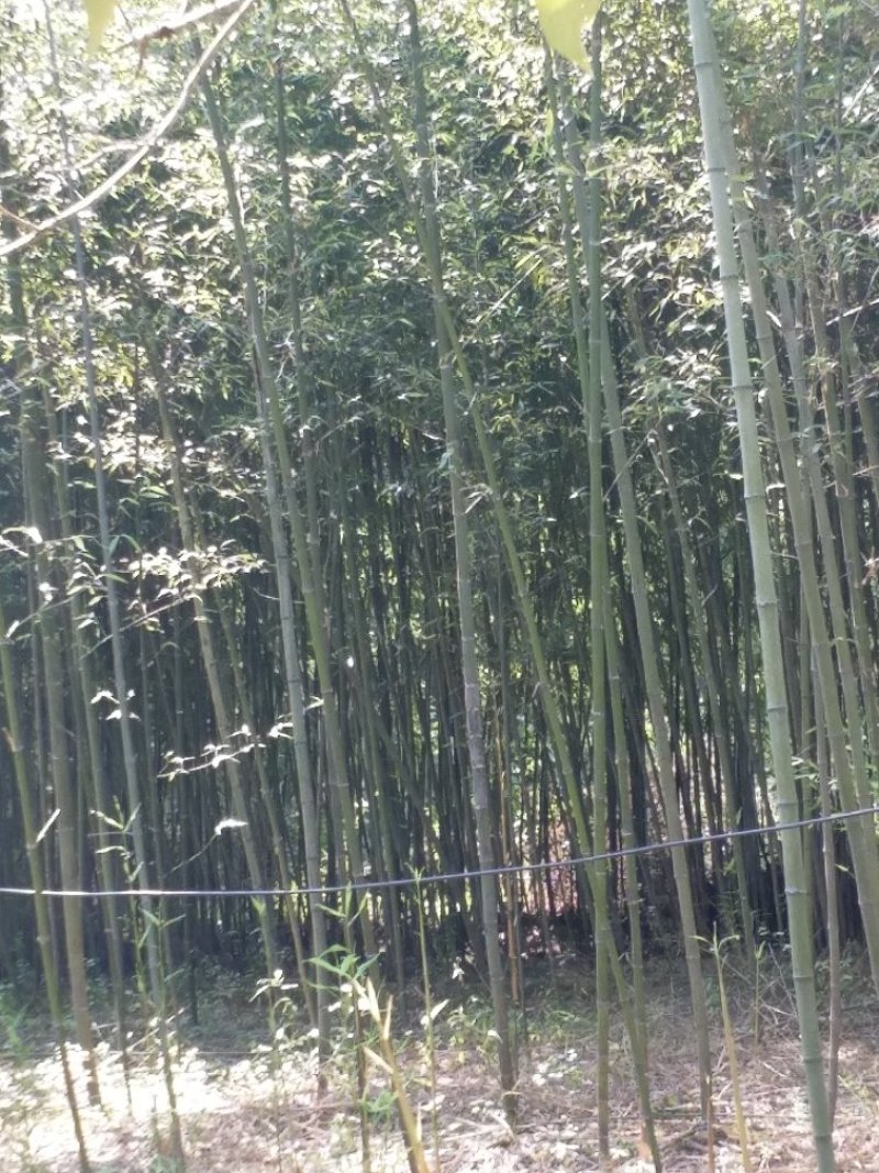 供应麻竹，水竹，苦竹，红壳竹，菜竹，段竹，刚竹等杂竹，五