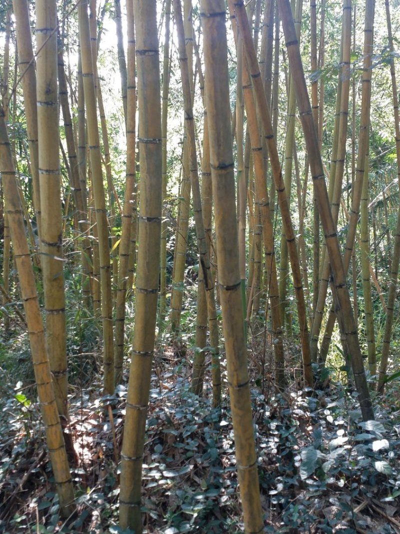 供应麻竹，水竹，苦竹，红壳竹，菜竹，段竹，刚竹等杂竹，五