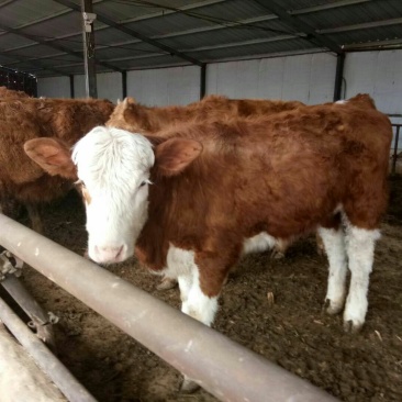 肉牛犊价格，最新改良肉牛犊，肉驴，能骑马