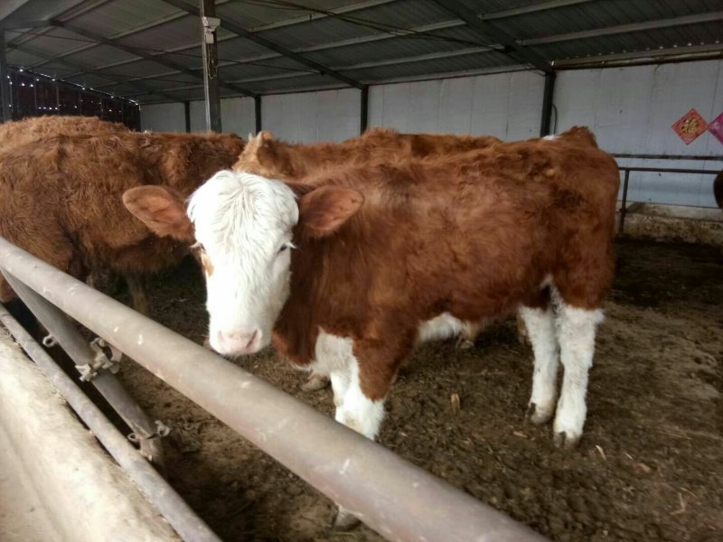 肉牛犊价格，最新改良肉牛犊，肉驴，能骑马