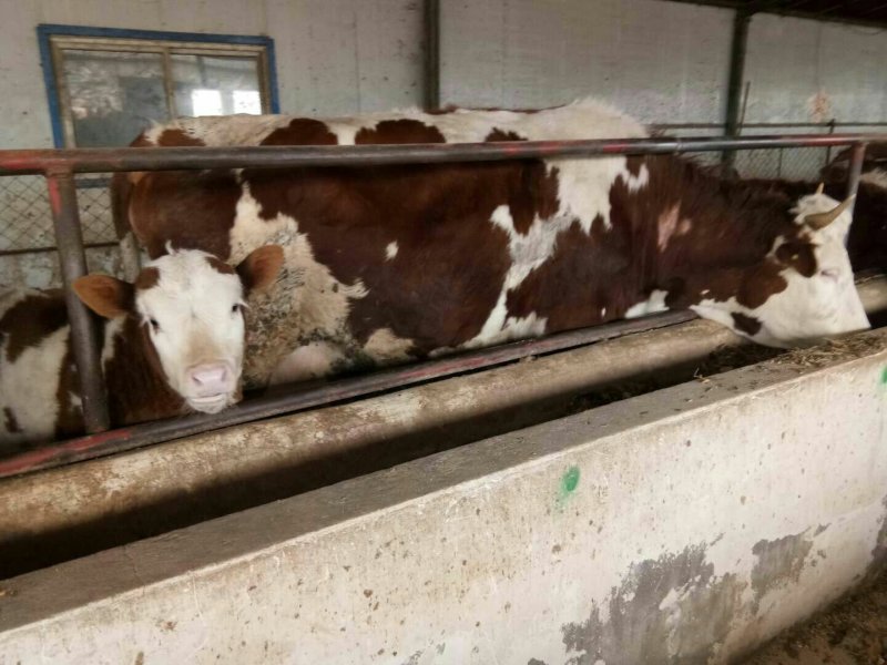 肉牛犊价格，最新改良肉牛犊，肉驴，能骑马