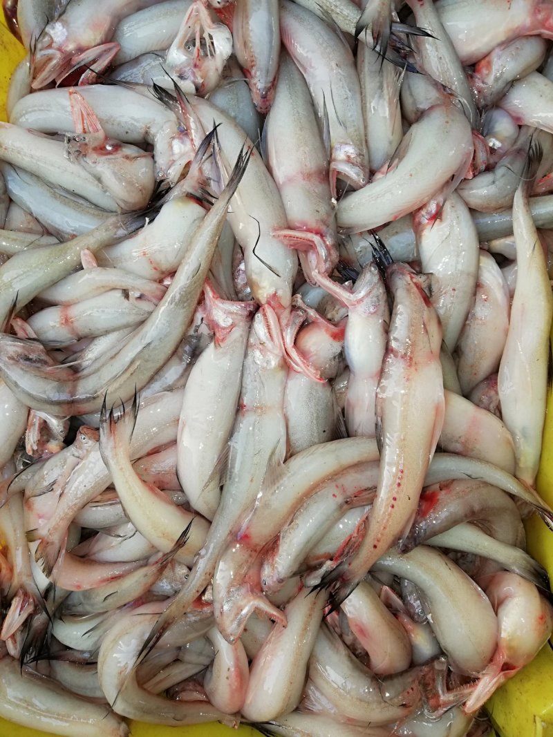 龙头鱼，棉花鱼，豆腐鱼