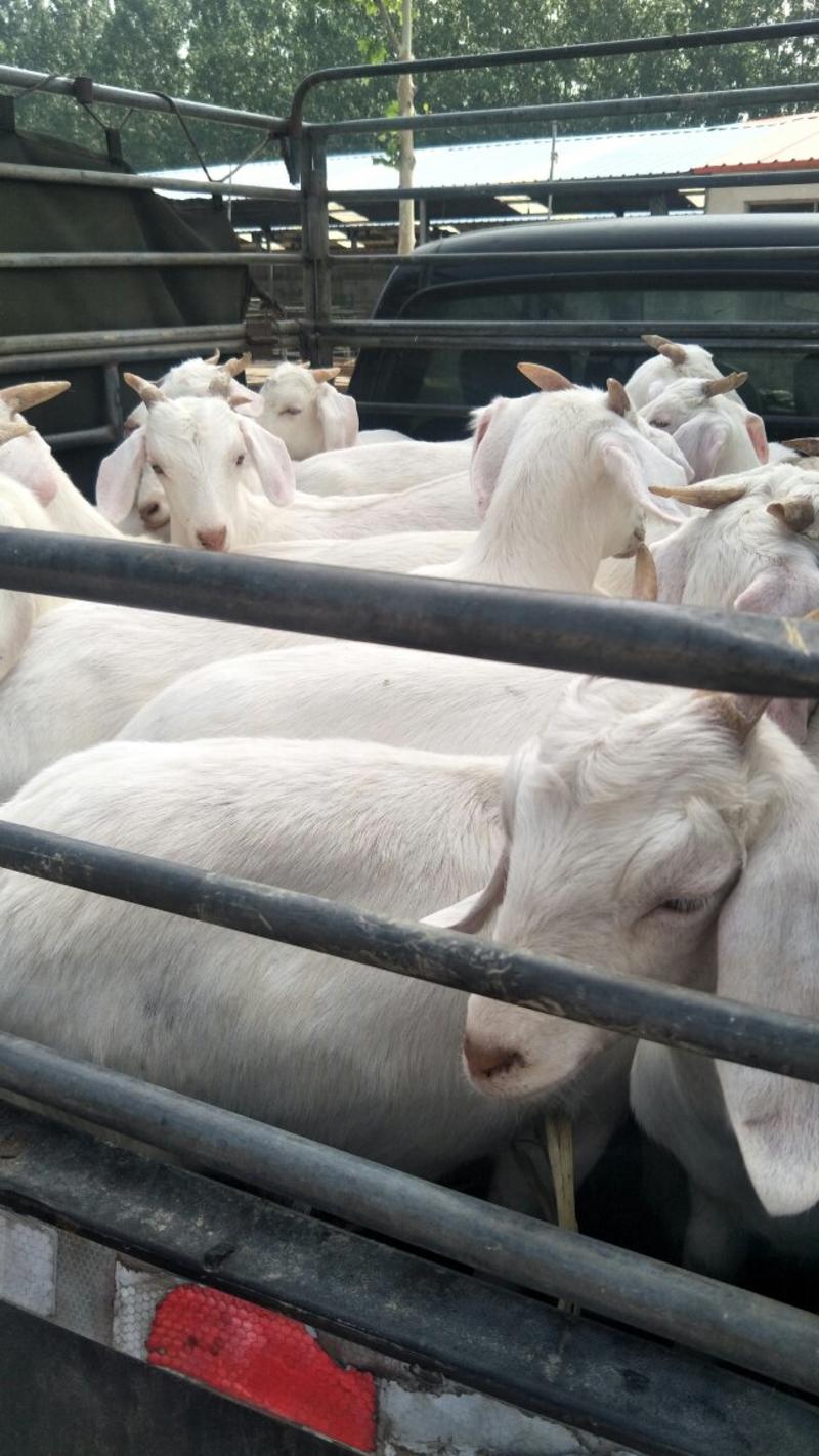 安徽肉羊波尔山羊羊仔肉羊养殖基地大小都有任意挑选