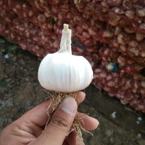 滕州大蒜干蒜蒜米料无苔蒜大量供应