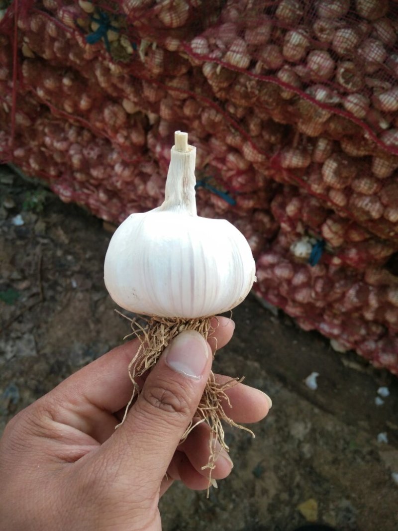 滕州大蒜干蒜无苔蒜大量供应