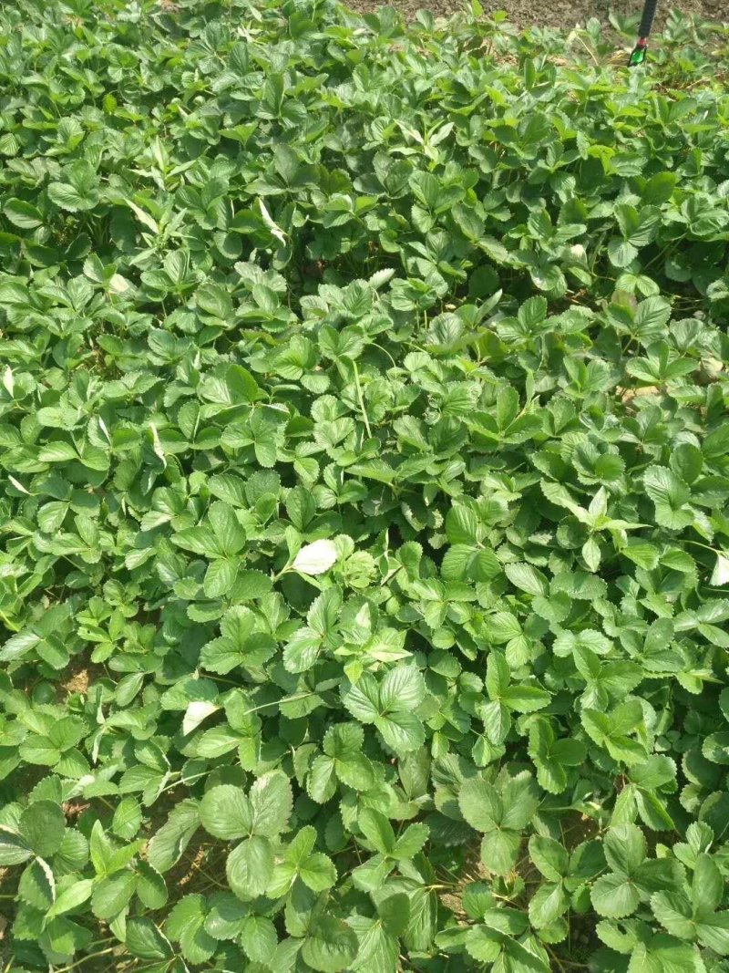 甜宝草莓苗章姬红颜妙香7号草莓苗产地提供技术指导