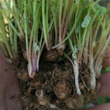 酢浆草苗红花酢浆草醡浆草种球红花草红花酢浆草种球酢浆草
