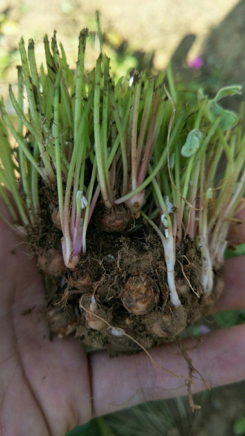酢浆草苗红花酢浆草醡浆草种球红花草红花酢浆草种球酢浆草