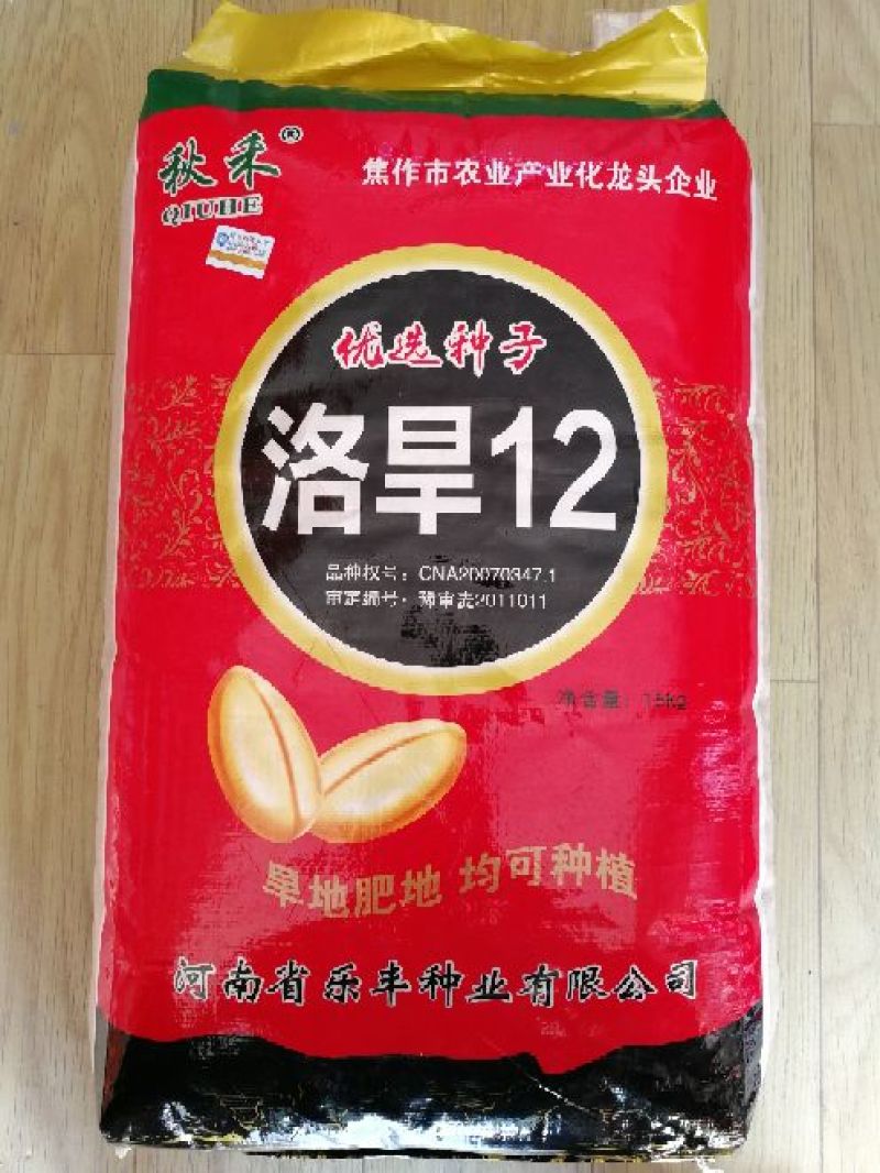 洛旱12旱地大田小麦品种高产容重高抗病好
