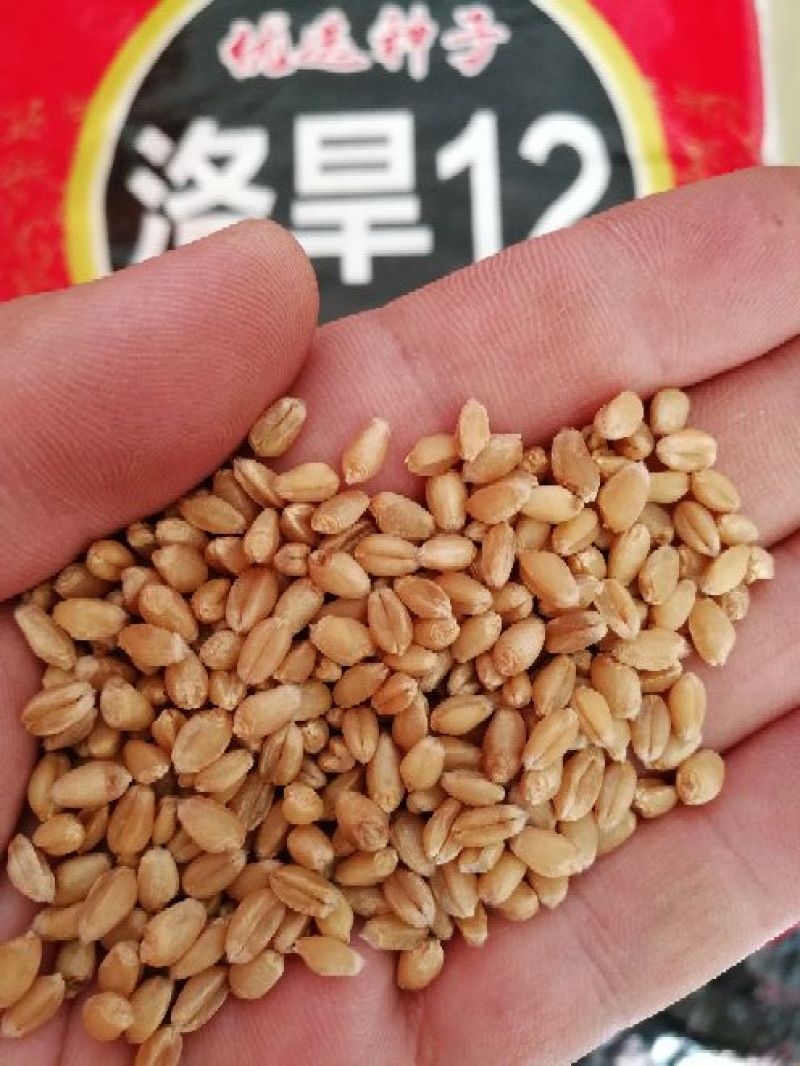 洛旱12旱地大田小麦品种高产容重高抗病好