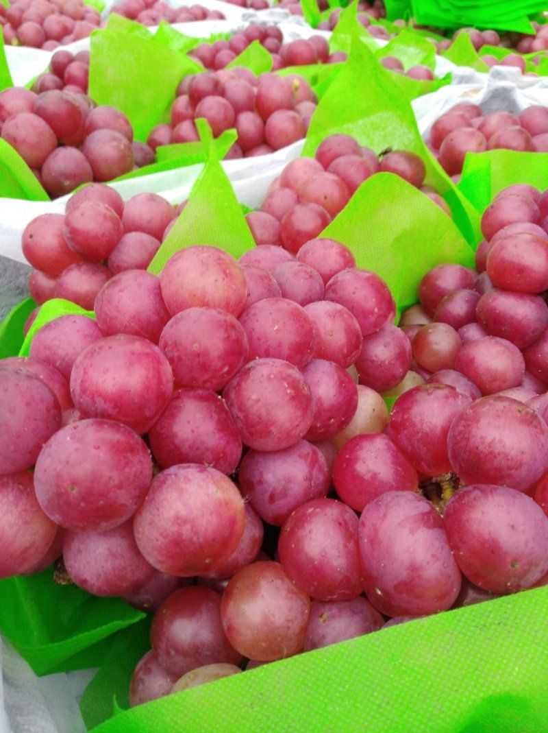 优质巨峰葡萄精品夏黑和黑巨峰葡萄大量上市中