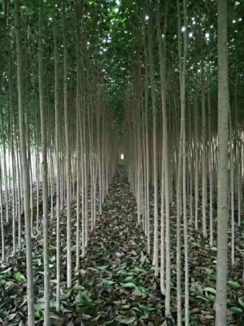 大叶女贞