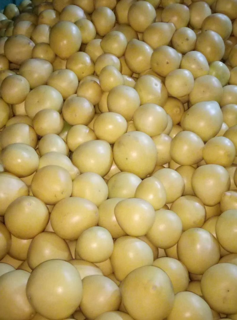 平和琯溪蜜柚大量产地直发品质保证大量批发