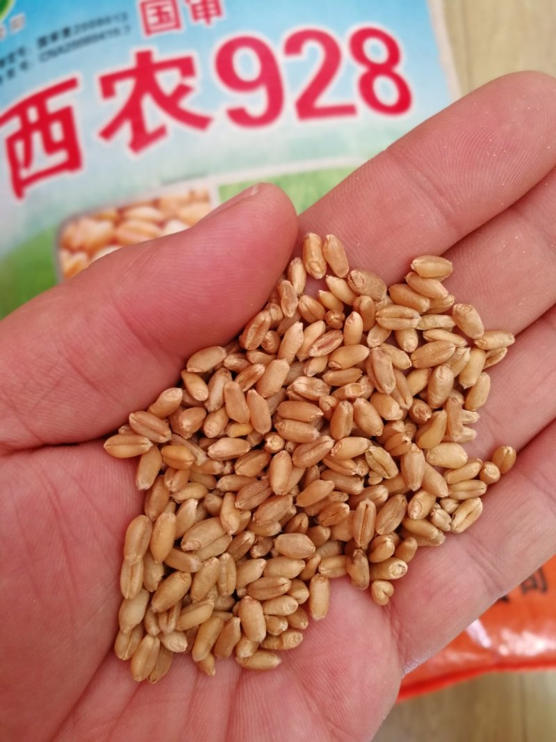西农928旱地大田小麦种子高产面粉品质高稳产