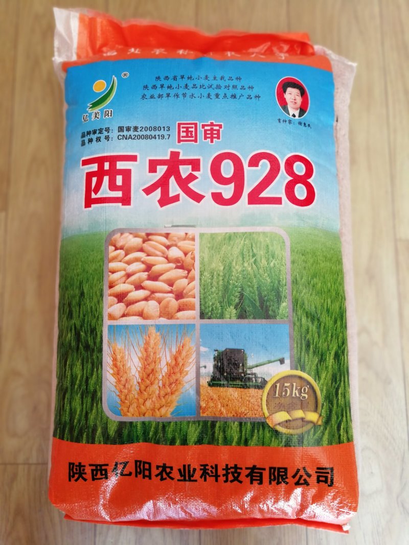 西农928旱地大田小麦种子高产面粉品质高稳产
