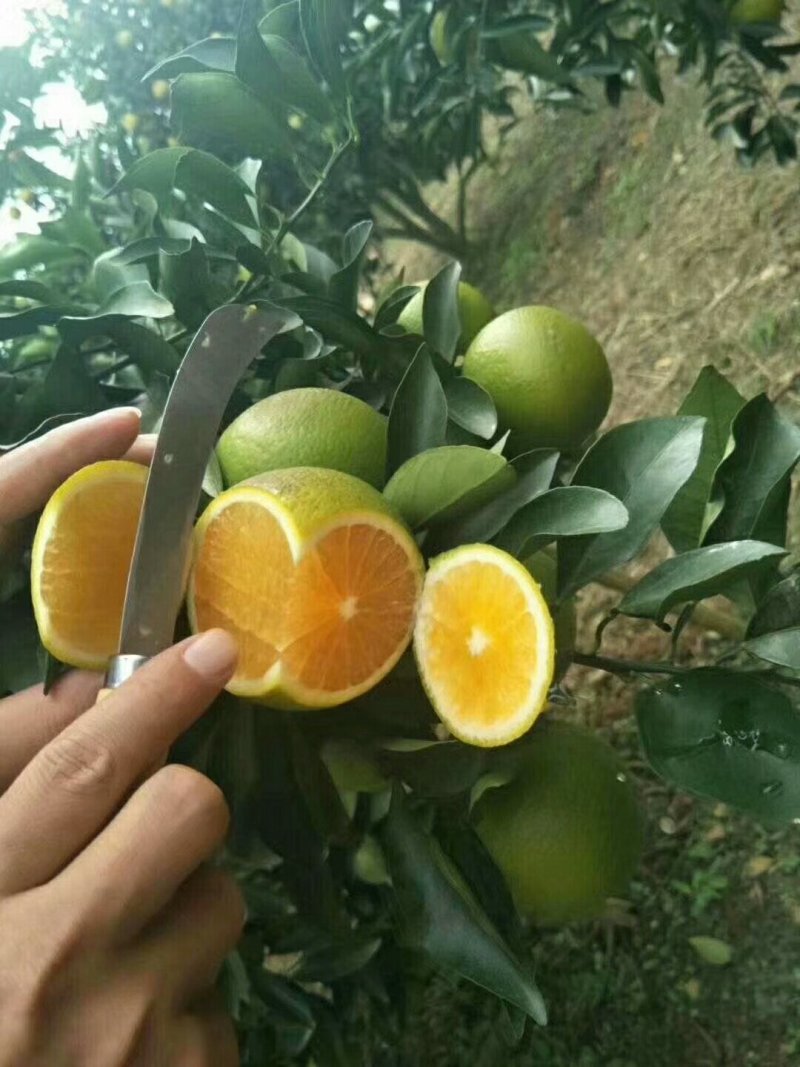 红江橙苗