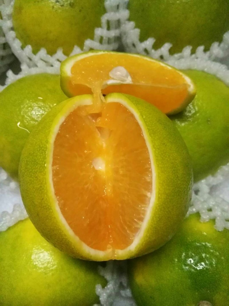 红江橙苗