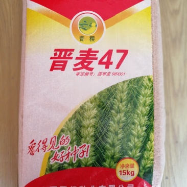 晋麦47旱地大田种子吃面粉口感很好的品种国审