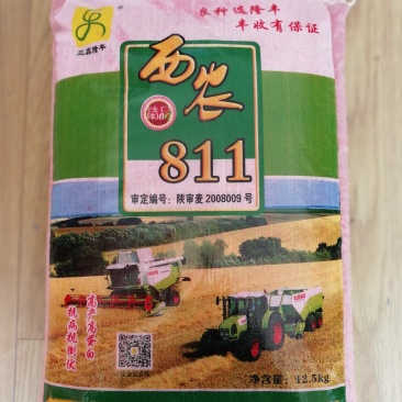 西农811旱地小麦产量高西北农林科技大学研制
