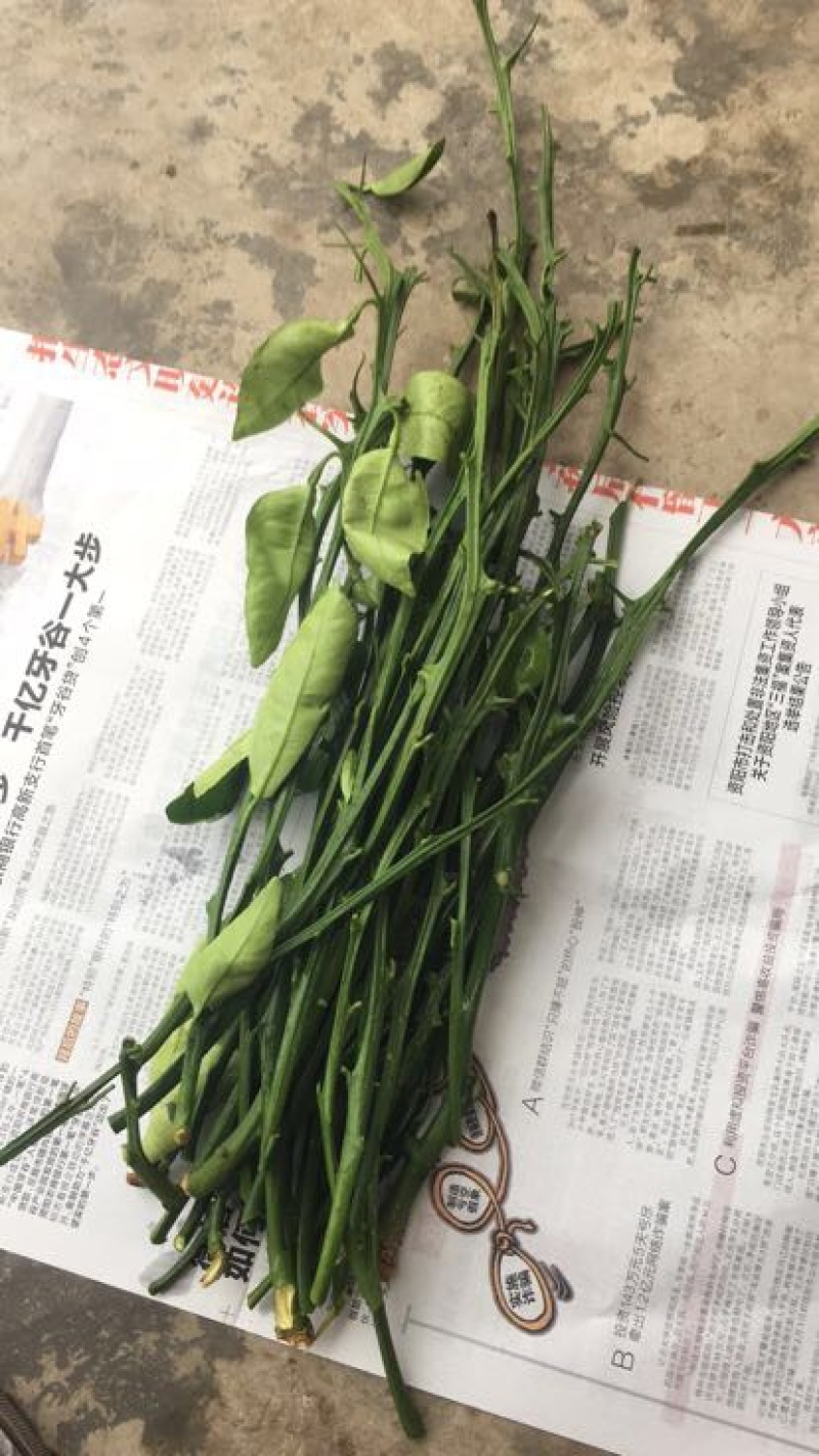 明日见柑橘苗