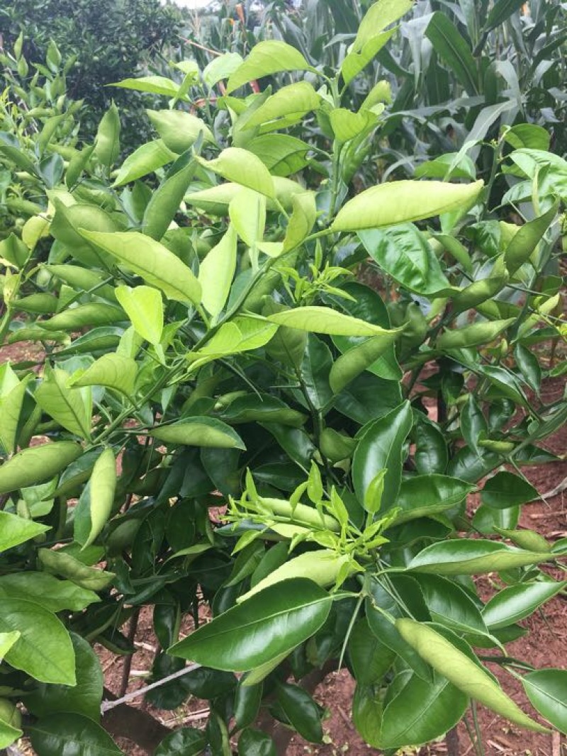 明日见柑橘苗