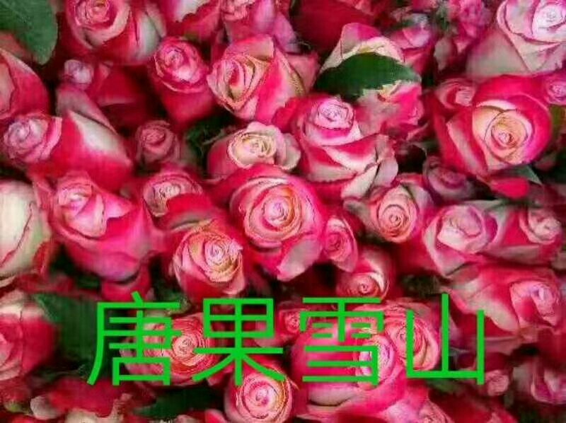 出售各种月季小苗。例如卡罗拉黑玫金枝玉叶来