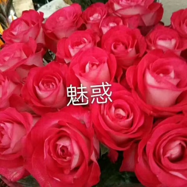 出售各种月季小苗。例如卡罗拉黑玫金枝玉叶来