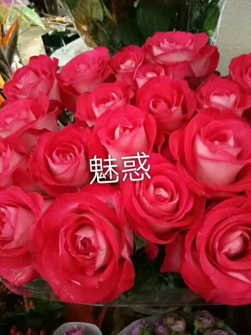 出售各种月季小苗。例如卡罗拉黑玫金枝玉叶来