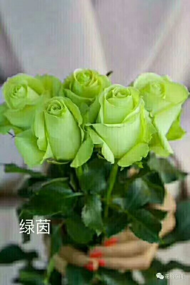 出售各种月季小苗。例如卡罗拉黑玫金枝玉叶来