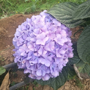 出售各种月季小苗。例如卡罗拉黑玫金枝玉叶来