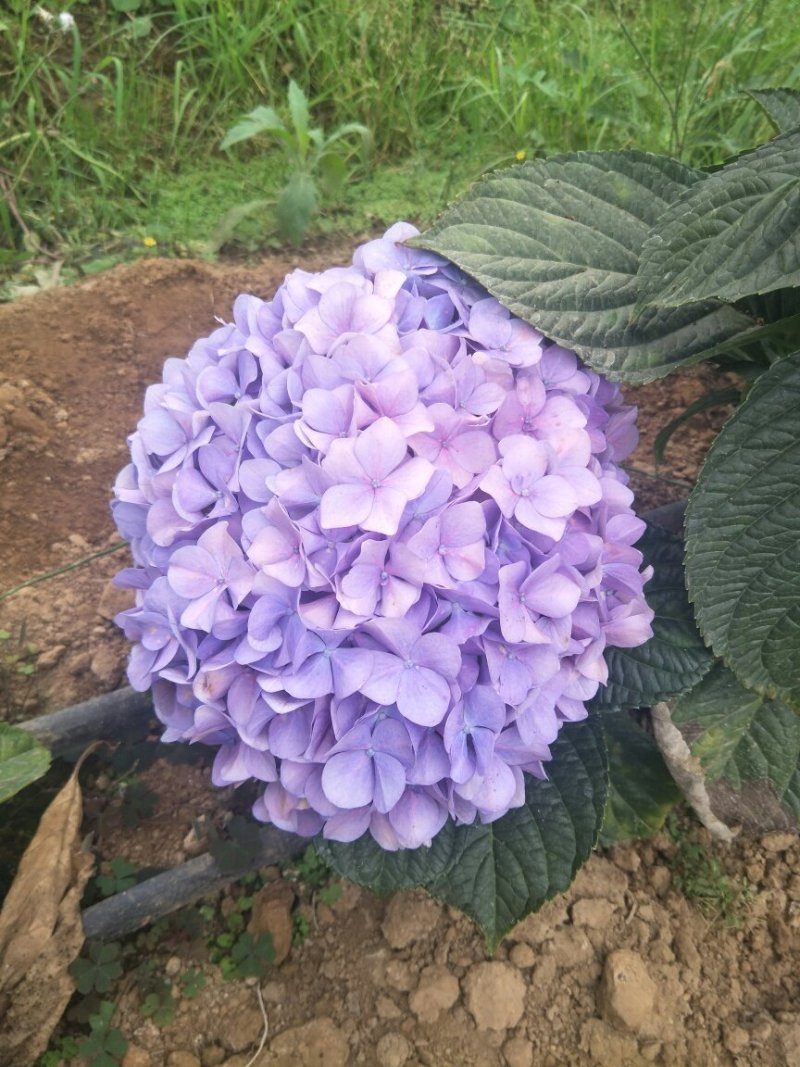 出售各种月季小苗。例如卡罗拉黑玫金枝玉叶来