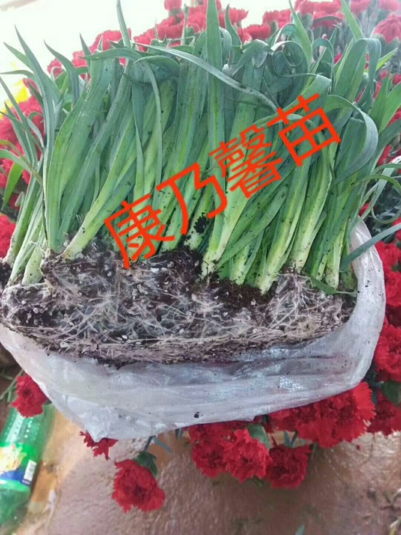 出售各种月季小苗。例如卡罗拉黑玫金枝玉叶来