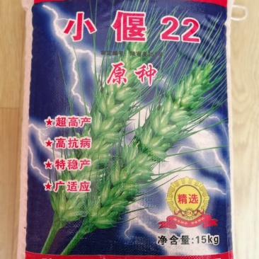 小偃22大田小麦种子高产抗病适应广