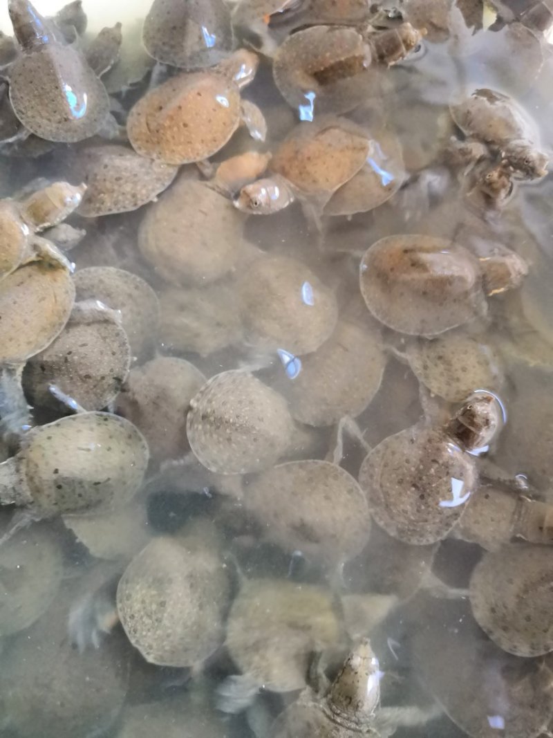 优质甲鱼苗大量现货，