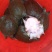 优质甲鱼苗大量现货，