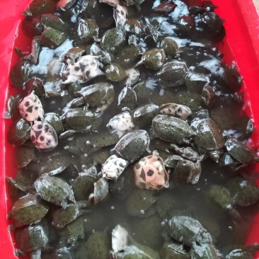 优质甲鱼苗大量现货，
