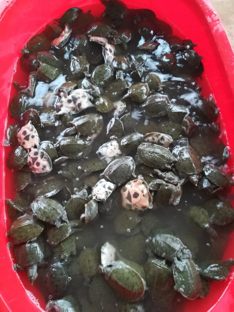 优质甲鱼苗大量现货，