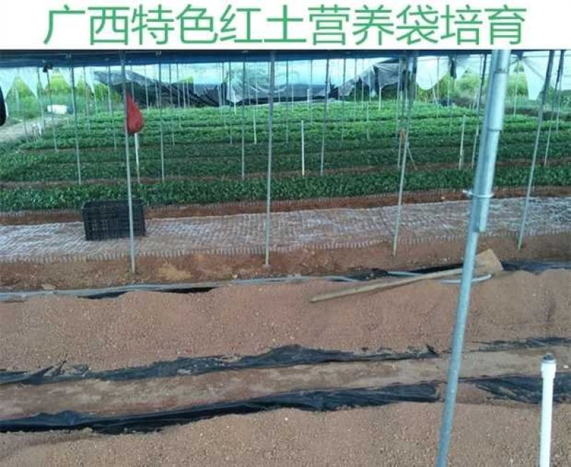 甜蜜蜜百香果苗黄金满天星紫香一号新品种香蜜金蜜苗四季结果