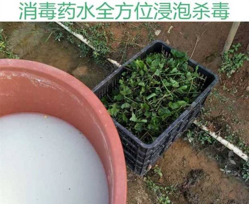 甜蜜蜜百香果苗黄金满天星紫香一号新品种香蜜金蜜苗四季结果