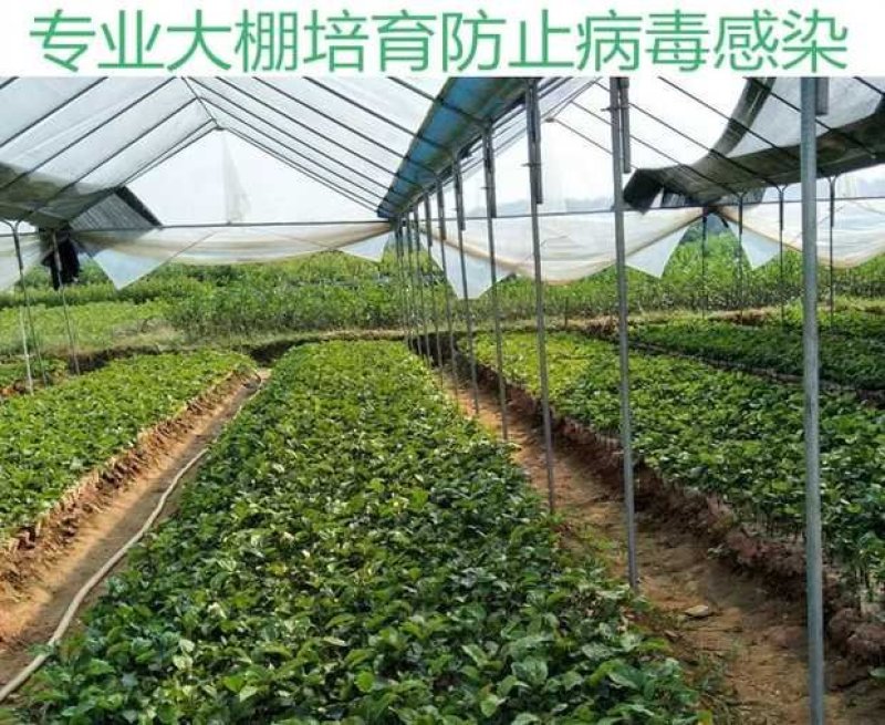 甜蜜蜜百香果苗黄金满天星紫香一号新品种香蜜金蜜苗四季结果