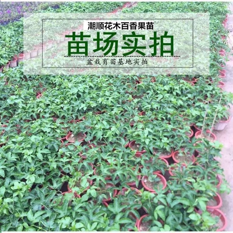 甜蜜蜜百香果苗黄金满天星紫香一号新品种香蜜金蜜苗四季结果
