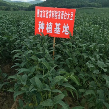 黑龙江手工冻豆腐