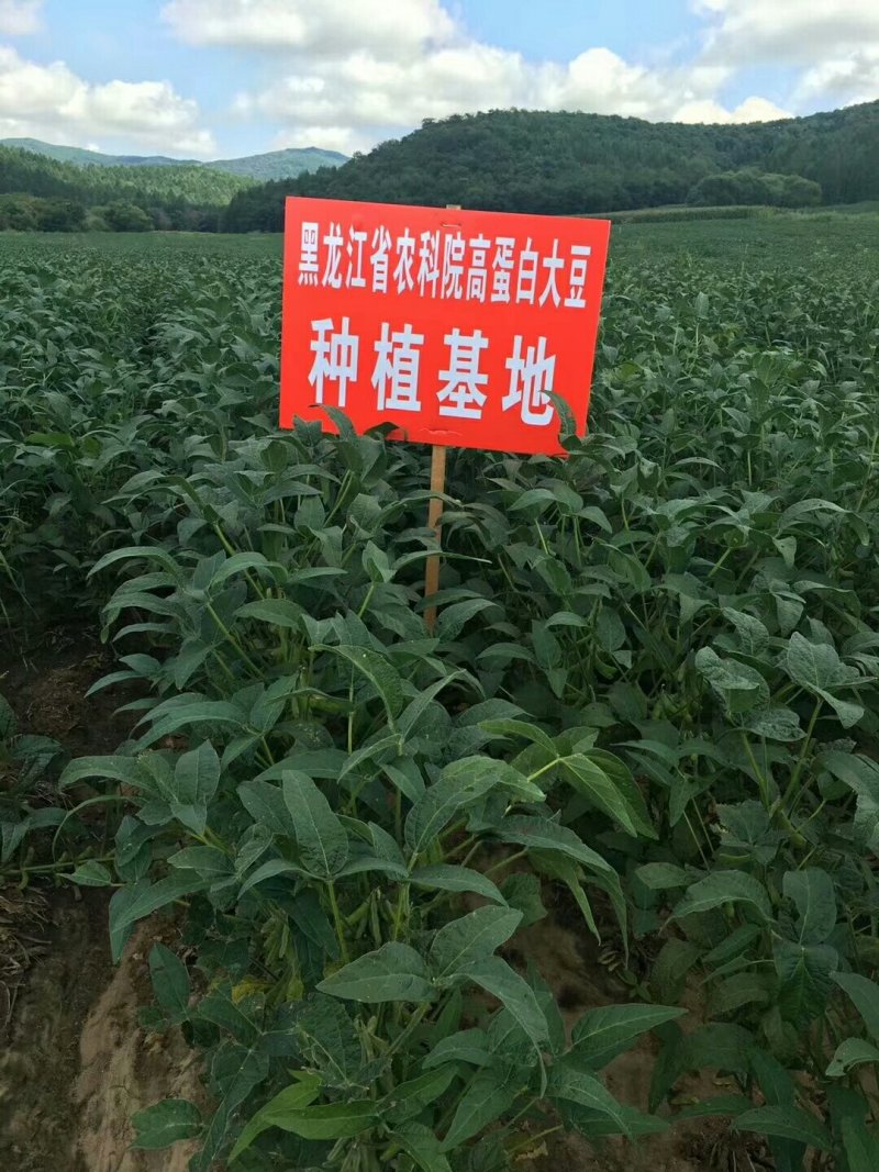 黑龙江手工冻豆腐