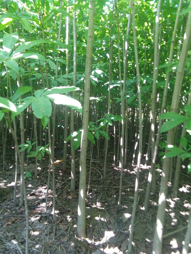 七叶树苗