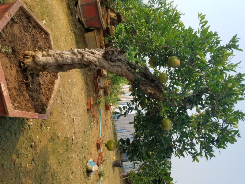 石榴树盆栽苗圃直发一手货源欢迎全国各地老板前来视察合作
