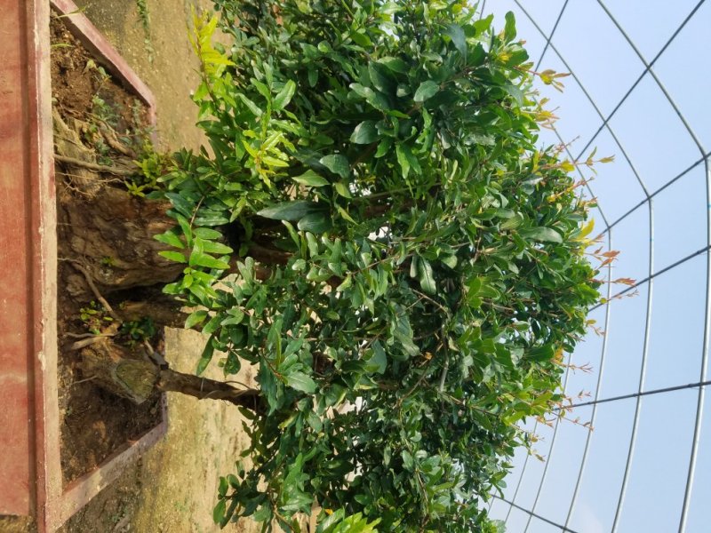 石榴树盆栽苗圃直发一手货源欢迎全国各地老板前来视察合作