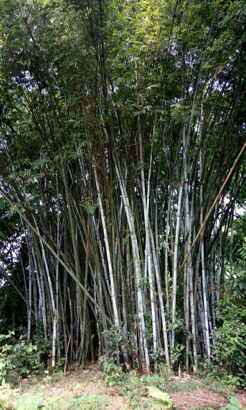 竹